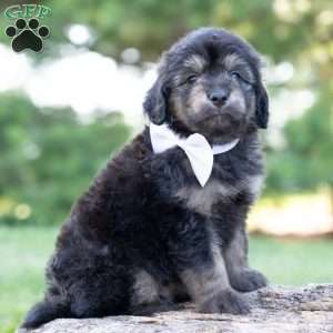 Roscoe, Mini Goldendoodle Puppy